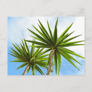 Tropische Yucca Palm Bladeren Schilder Effect Foto Briefkaart