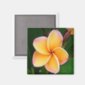 Tropische zintuigen magneet (Voorkant / Achterkant)