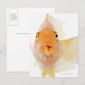 Tropische zoetwatervis briefkaart (Voorkant / Achterkant)