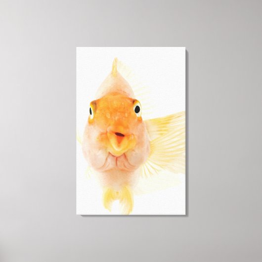 Tropische zoetwatervis canvas afdruk (Voorkant)
