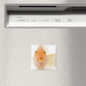 Tropische zoetwatervis magneet (Insitu (Vaatwasser))