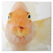 Tropische zoetwatervis tegeltje (Voorkant)