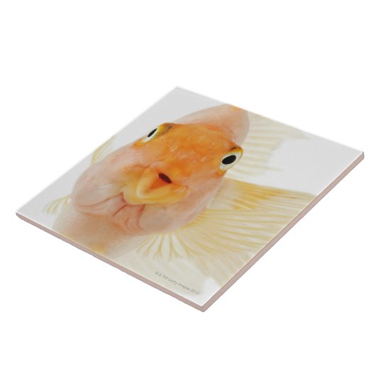 Tropische zoetwatervis tegeltje (Zijkant)