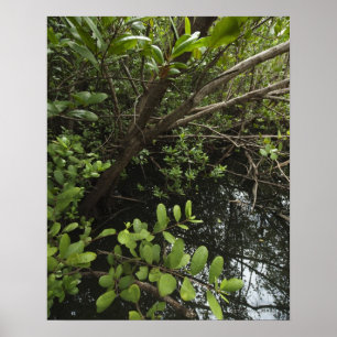 Tropische zoutvijver poster