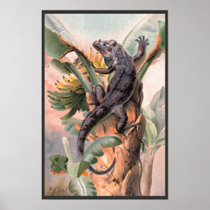 Tropische Zwarte Leguaan, Vintage Wilde Reptiel Di Poster