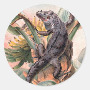 Tropische Zwarte Leguaan, Vintage Wilde Reptiel Di Ronde Sticker