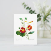 Tropoëolum majus (nasturtium) briefkaart (Staand voorkant)