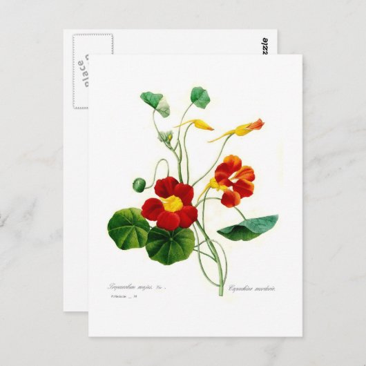 Tropoëolum majus (nasturtium) briefkaart (Voorkant / Achterkant)