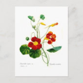 Tropoëolum majus (nasturtium) briefkaart (Voorkant)