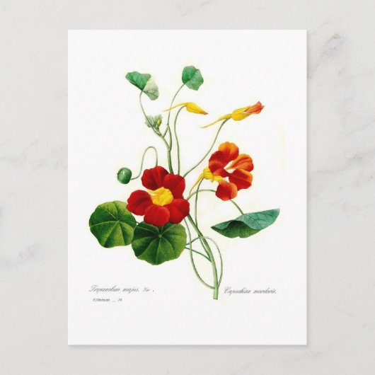 Tropoëolum majus (nasturtium) briefkaart (Voorkant)