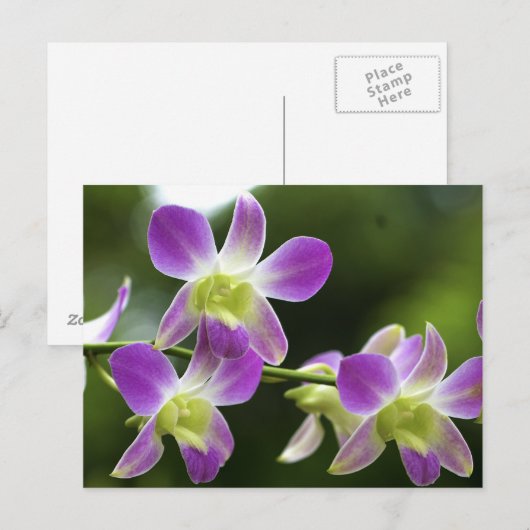 Trorpical Orchids Bloom Briefkaart (Voorkant / Achterkant)