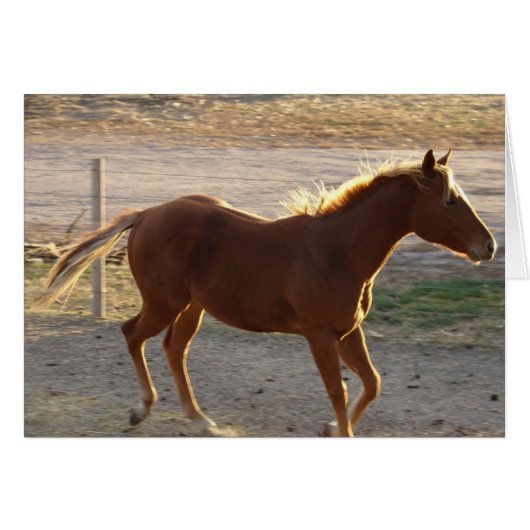 Trot aan (Voorkant Horizontaal)