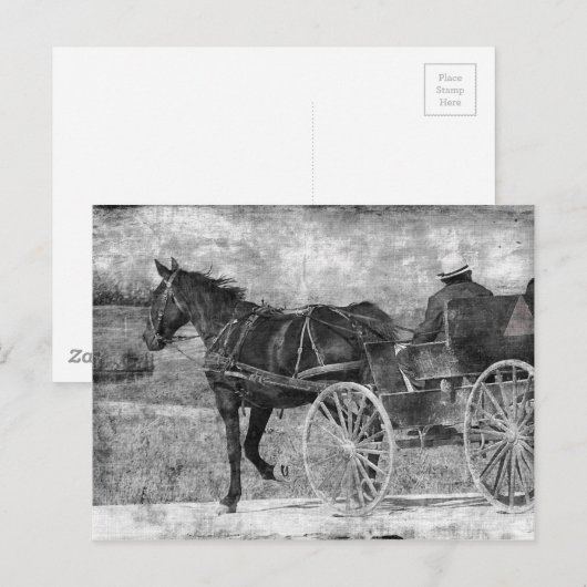 Trot Amish Horse in Black and White Briefkaart (Voorkant / Achterkant)