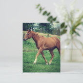 Trot, Scotch Briefkaart (Staand voorkant)