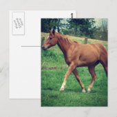 Trot, Scotch Briefkaart (Voorkant / Achterkant)
