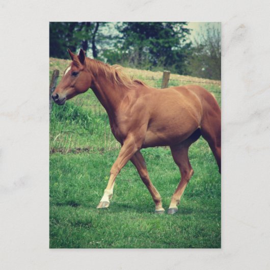 Trot, Scotch Briefkaart (Voorkant)