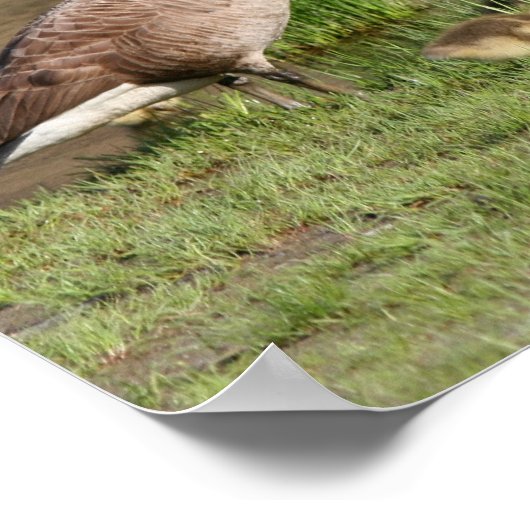Trots Canada Goose Family Wildlife Poster (Hoek)