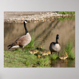 Trots Canada Goose Family Wildlife Poster