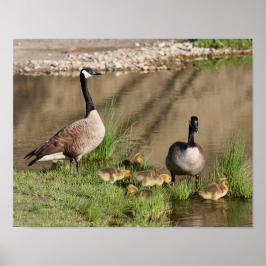 Trots Canada Goose Family Wildlife Poster (Voorkant)