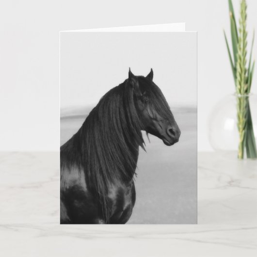 Trots Friesian zwart hengstpaard Kaart (Voorkant)