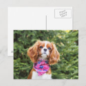 Trotse Cavalier King Charles Spaniel Puppy Briefkaart (Voorkant / Achterkant)