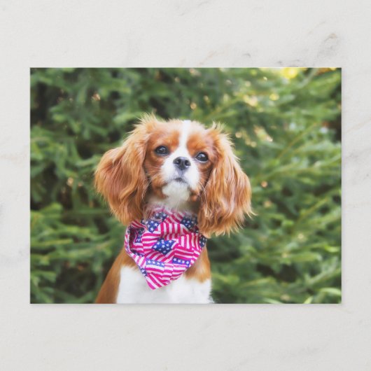 Trotse Cavalier King Charles Spaniel Puppy Briefkaart (Voorkant)