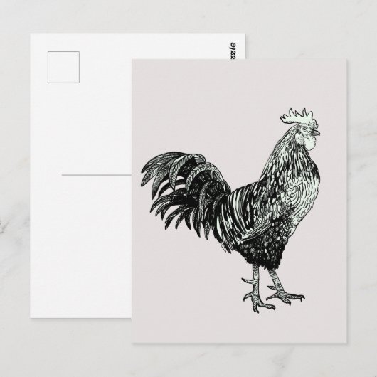 Trotse kleine haan! briefkaart (Voorkant / Achterkant)