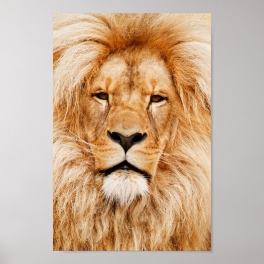 Trotse Leeuw Portret Poster (Voorkant)