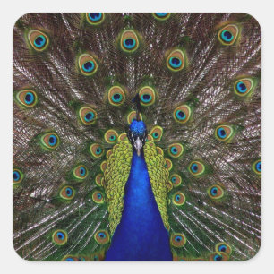 Trotse Pauw stickers