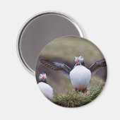 Trotse Puffin Magneet (Voorkant / Achterkant)