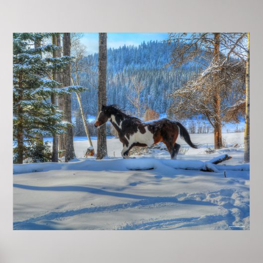 Trotting Pinto Paint Stallion & Winter Snows Poster (Voorkant)
