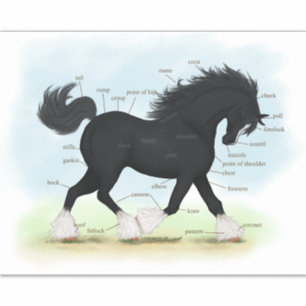 Trotting Zwart Shire Paard Paardenanatomie Grafiek Sticker
