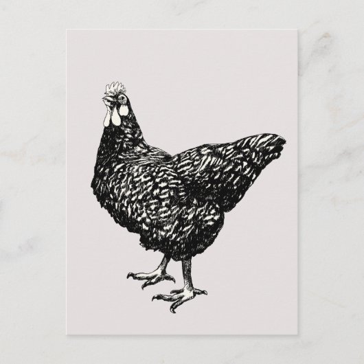 Trottse kleine kip! briefkaart (Voorkant)