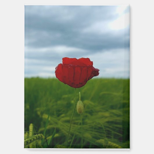 Trotz allem rot – Rote Mohnblume Magnet (Voorkant)