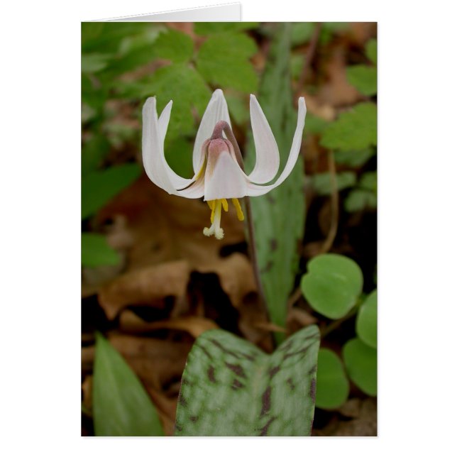 Trout Lily (Voorkant)
