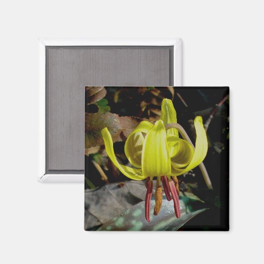 Trout Lily #1 Magnet (Voorkant / Achterkant)