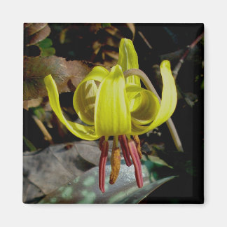 Trout Lily #1 Magnet