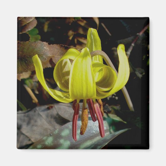 Trout Lily #1 Magnet (Voorkant)
