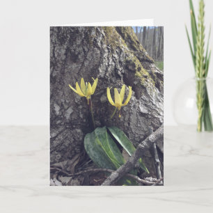 Trout Lily - Blank Card Kaart