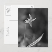 Trout Lily Briefkaart (Voorkant / Achterkant)
