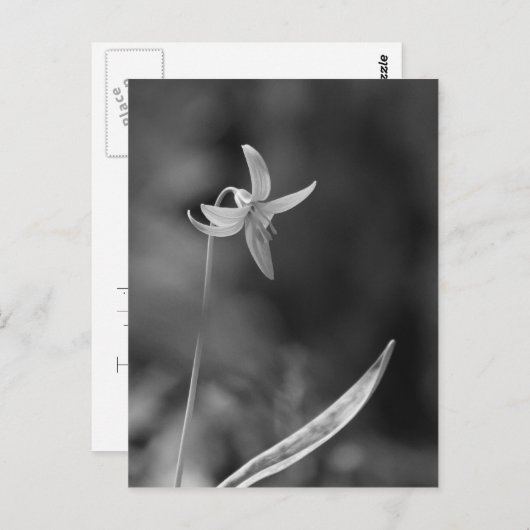 Trout Lily Briefkaart (Voorkant / Achterkant)