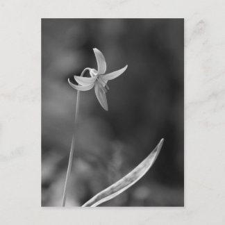 Trout Lily Briefkaart