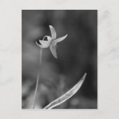 Trout Lily Briefkaart (Voorkant)