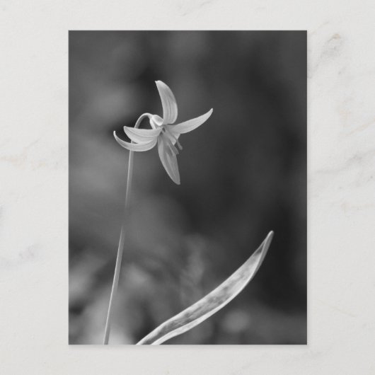 Trout Lily Briefkaart (Voorkant)