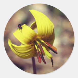 Trout Lily Flower and Friend Ronde Sticker