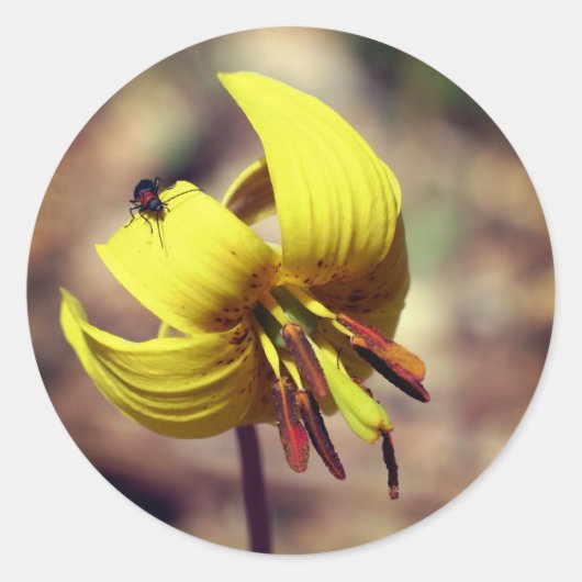 Trout Lily Flower and Friend Ronde Sticker (Voorkant)