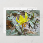 Trout Lily Wildflower - Erythronium americanum Briefkaart (Voorkant / Achterkant)