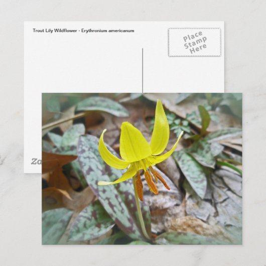 Trout Lily Wildflower - Erythronium americanum Briefkaart (Voorkant / Achterkant)