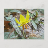 Trout Lily Wildflower - Erythronium americanum Briefkaart (Voorkant)