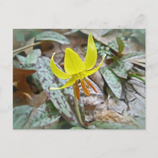 Trout Lily Wildflower - Erythronium americanum Briefkaart (Voorkant)